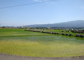 開成あじさい祭21