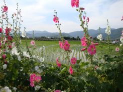 ハナアオイまつり4