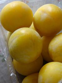 すもも3　大石早生