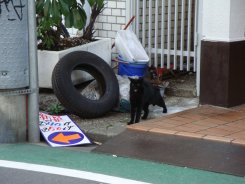 渋谷で出会ったねこ2　くみちゃん