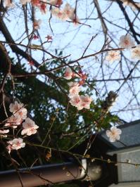 品川神社の桜