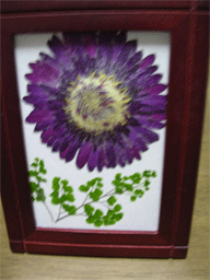 ガーベラの押し花