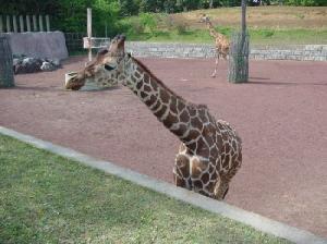 動物園_02.JPG