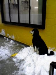 麻呂、雪の上にも何年？