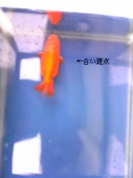 オス　２才　2009-04-17 15:37:20