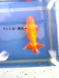 オス　３才　ボス　2009-04-17 15:58:37