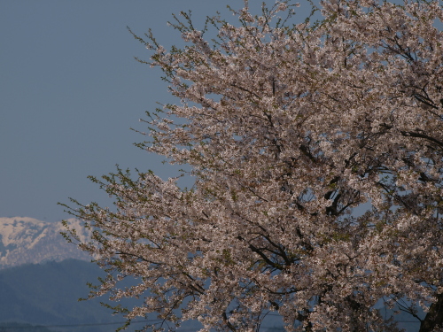 桜・・・散り始め