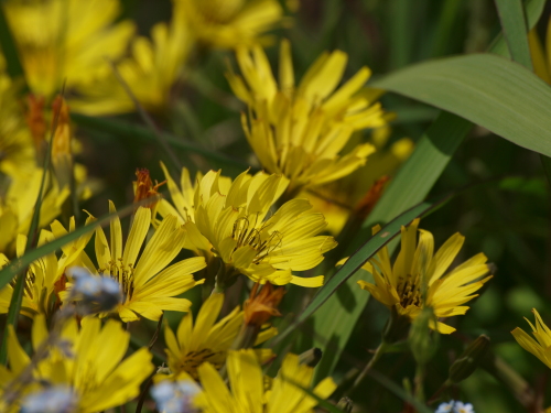 野の花