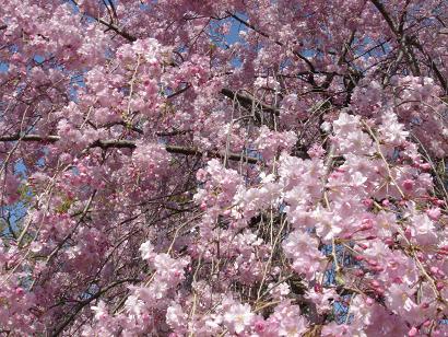 枝垂れ桜