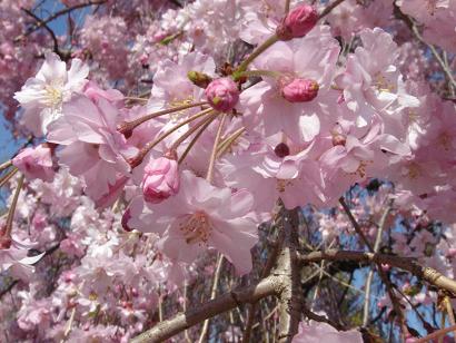 枝垂れ桜