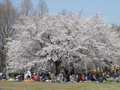 桜