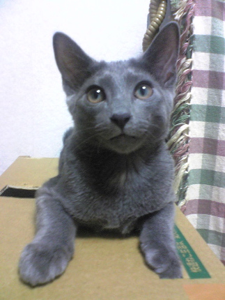 やめてくれる！！