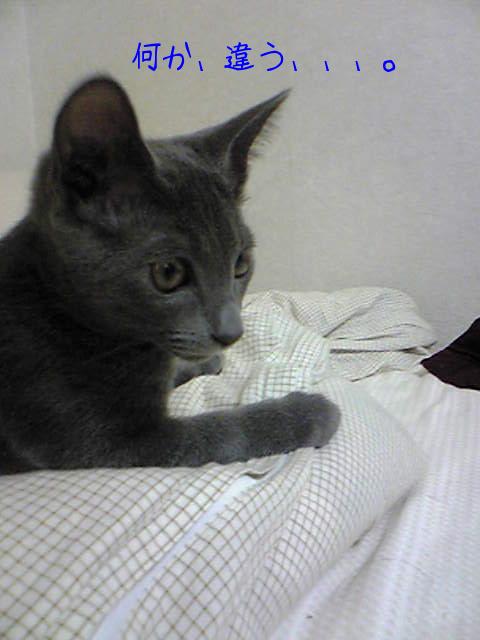 い、いつもと違う気が、、。