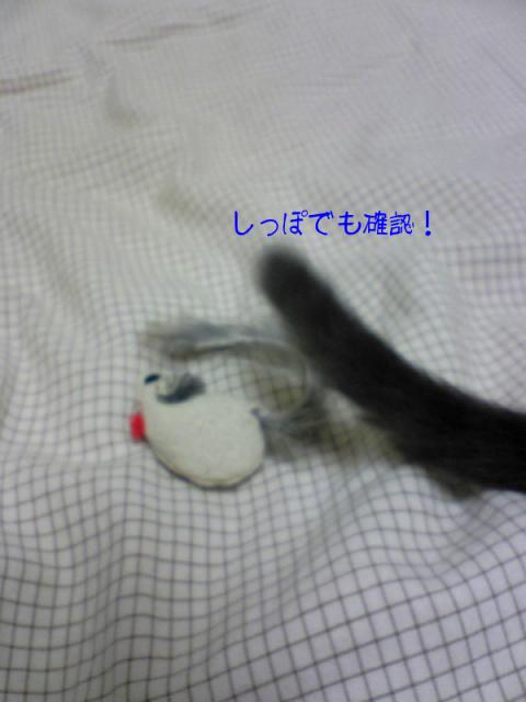 よしこさんとしっぽ