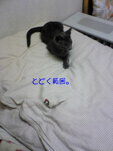 近くによしこさん