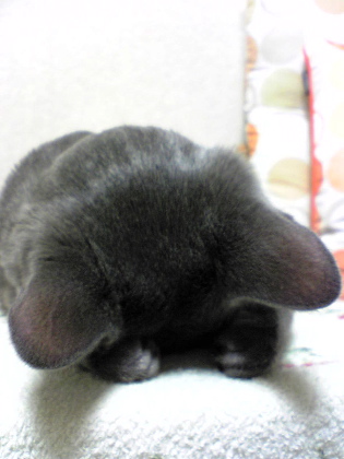 すみませんでした