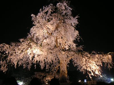 円山公園しだれ桜のライトアップ♪