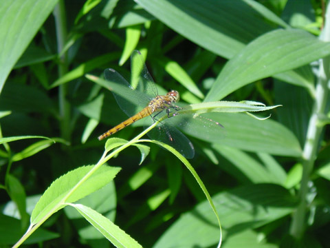 トンボ.jpg