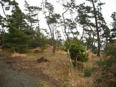 松の材線虫被害