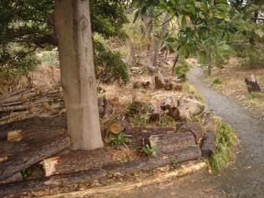 玉切られた松の幹