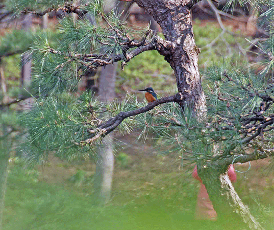 90321ｶﾜｾﾐとｷｺ