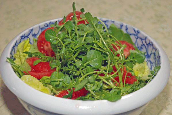 90321ｸﾚｿﾝｻﾗﾀﾞ