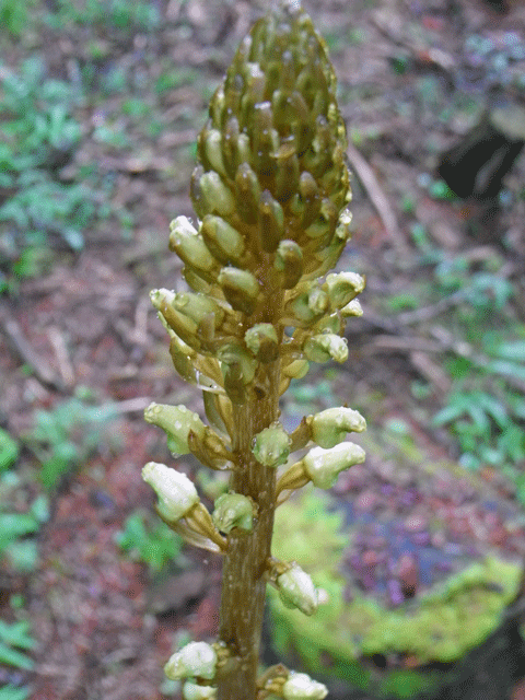 90718ｵﾆﾉﾔｶﾞﾗ