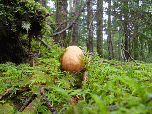 110806ショウゲンジ