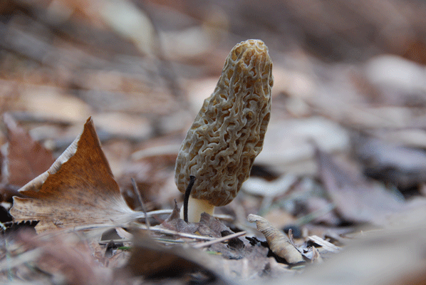 90321ﾄｶﾞﾘｱﾐｶﾞｻ