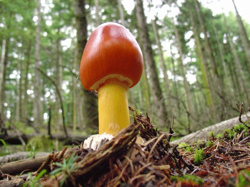 110806タマゴタケBIG