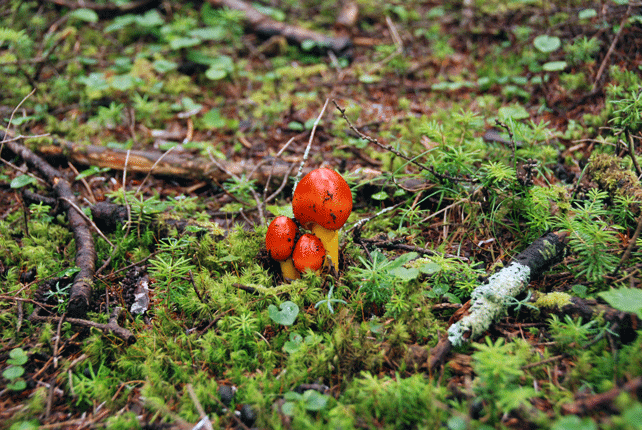 90718ﾀﾏｺﾞ3姉妹