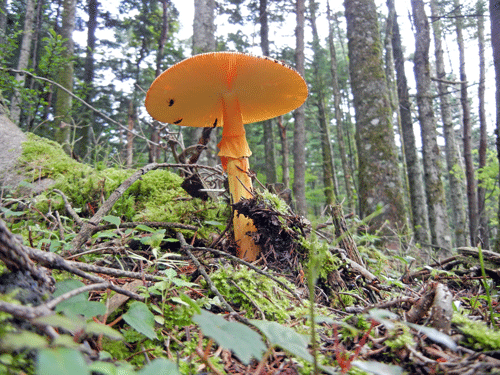 110806タマゴタケ虫