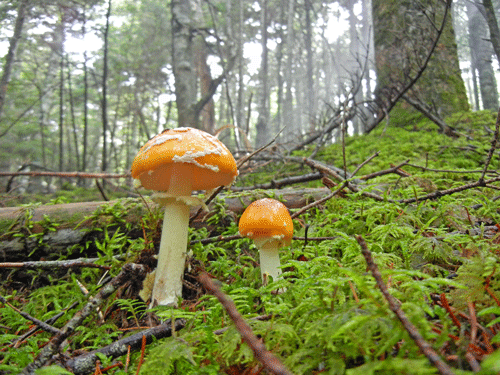 110806ベニテングタケ