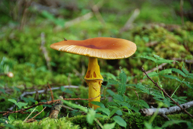 100717タマゴタケ