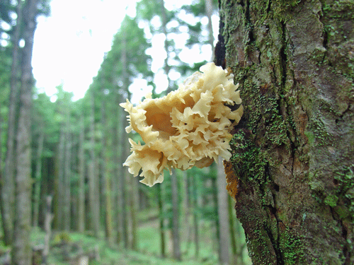 110806樹上ハナビラタケ