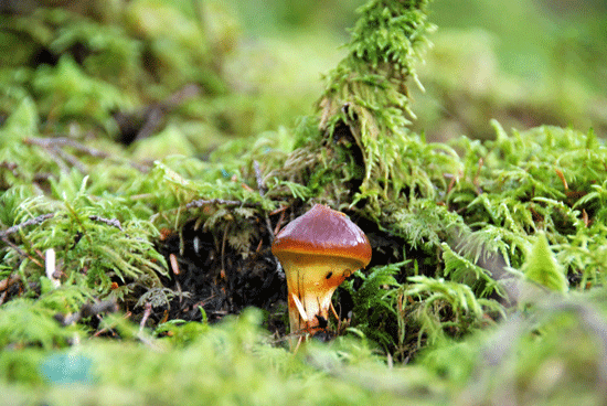 100918ハナイグチ