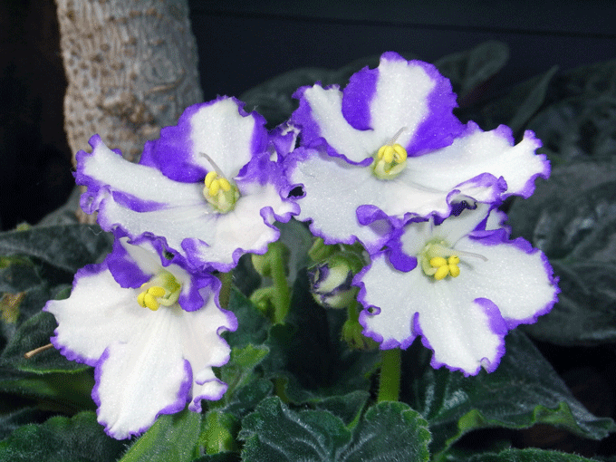 100621ｾﾝﾄﾎﾟｰﾘｱ