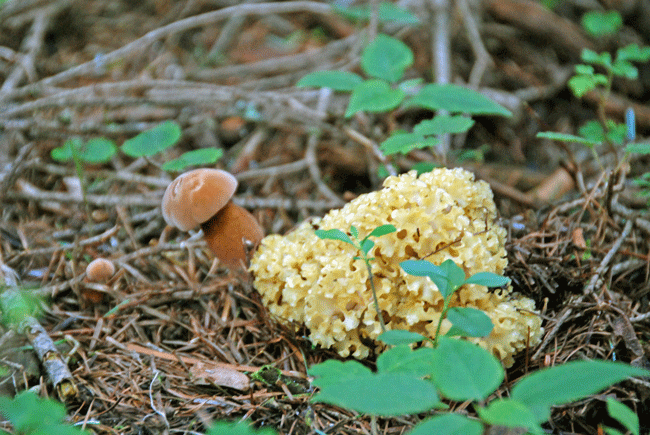 100717ﾊﾅﾋﾞﾗｺｶﾞﾈﾀｹ