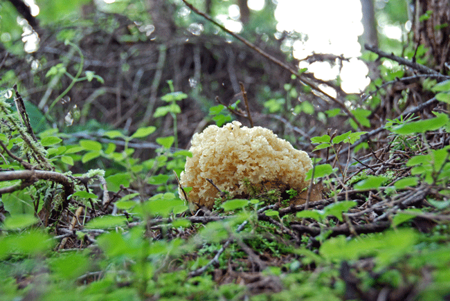 100717ハナビラタケ