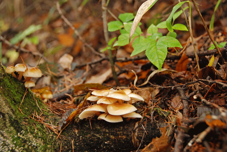 81025エノキタケ