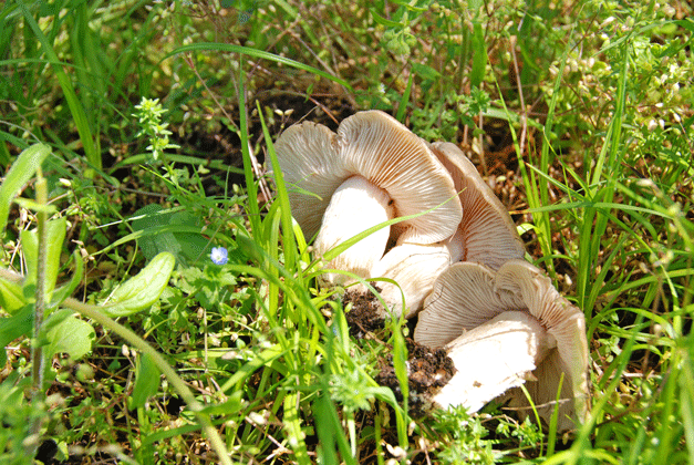 90426ハルシメジ