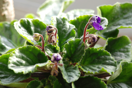 101229ｾﾝﾄﾎﾟｰﾘｱ