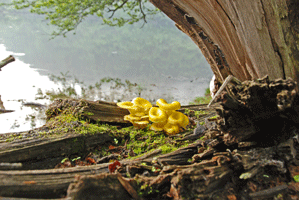 100703タモギタケと湖