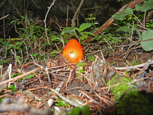 110723タマゴタケ