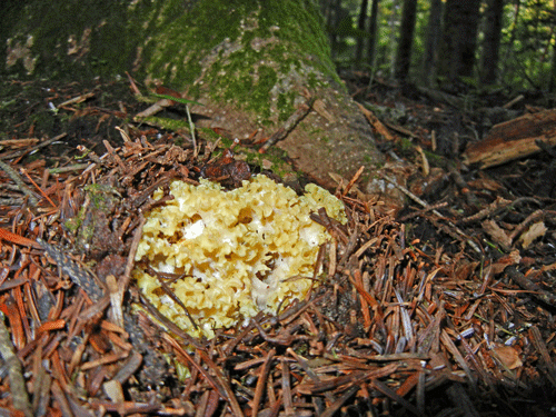 110723ハナビラタケ