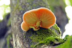 100703ホシアンズ雫