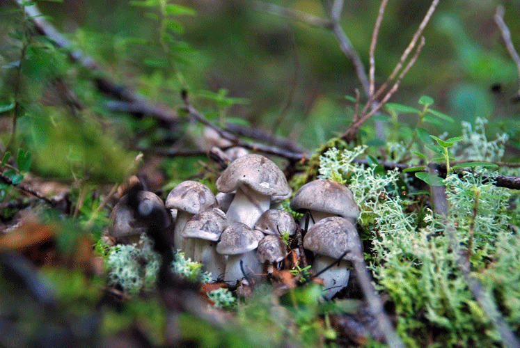 80923ホンシメジ