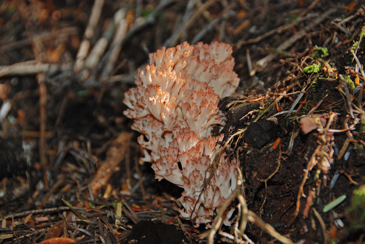 81004ホウキタケ