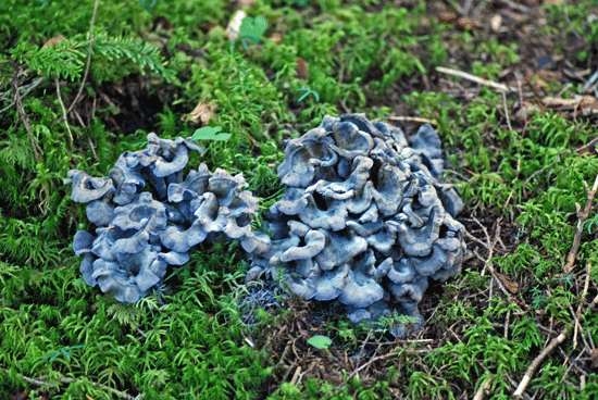 100828カラスタケ