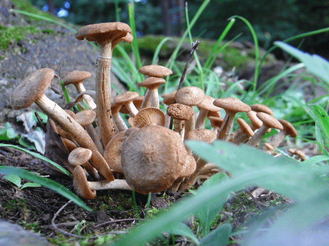 90725ﾅﾗﾀｹﾓﾄﾞｷ